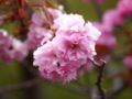 [ZD ED 50-200mm F2.8-3.5 SWD]新倉浅間神社 遅咲きの桜