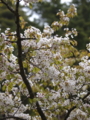 [ZD ED 50-200mm F2.8-3.5 SWD]新倉浅間神社 葉桜