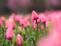 [ZD ED 50-200mm F2.8-3.5 SWD]花の都公園 もう少し