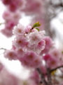 [ZD ED 50-200mm F2.8-3.5 SWD]花の都公園 紅白の八重桜