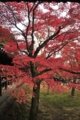 [AF-S 28-300mm F3.5-5.6G VR]東福寺