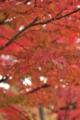 [AF-S 28-300mm F3.5-5.6G VR]東福寺