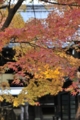 [AF-S 28-300mm F3.5-5.6G VR]醍醐寺