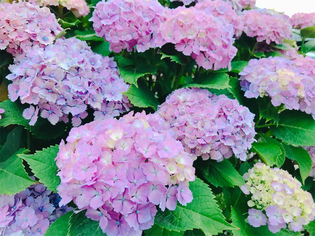 f:id:estmari:20180625192418j:image