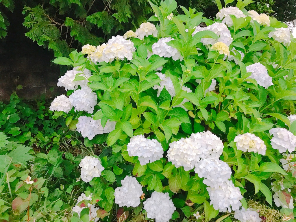 f:id:estmari:20180625192422j:image