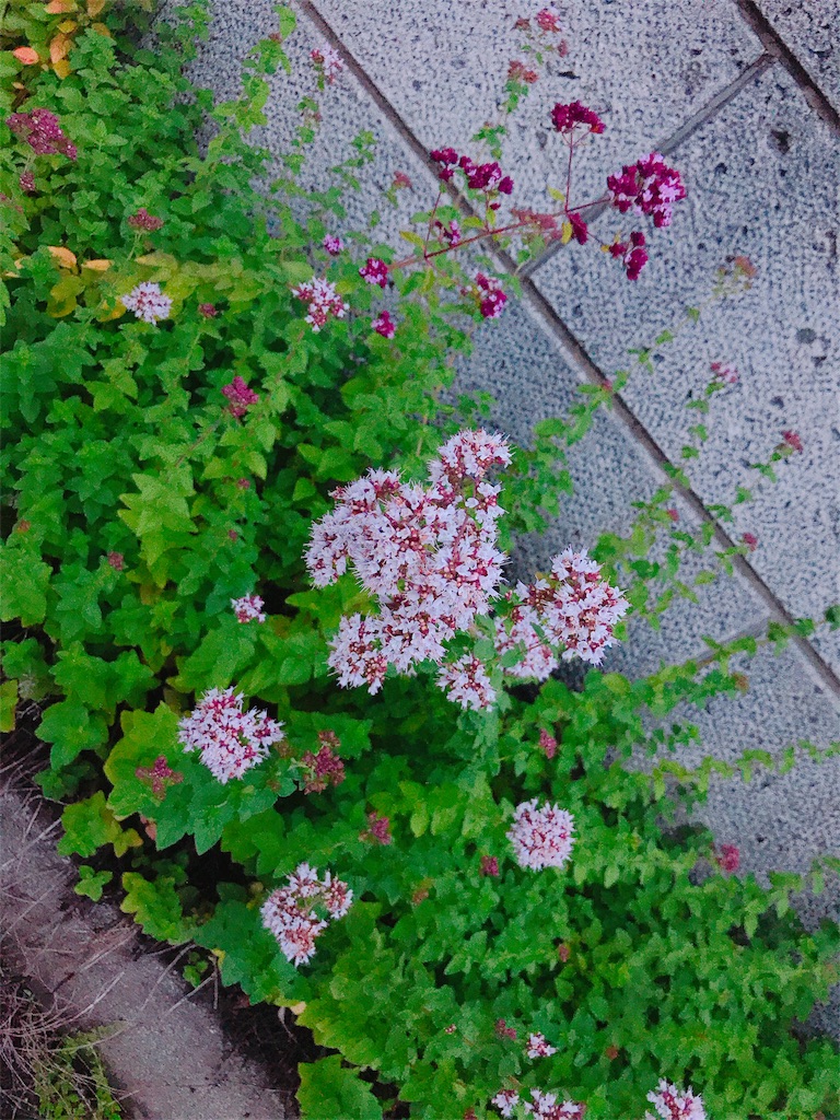 f:id:estmari:20180625192426j:image