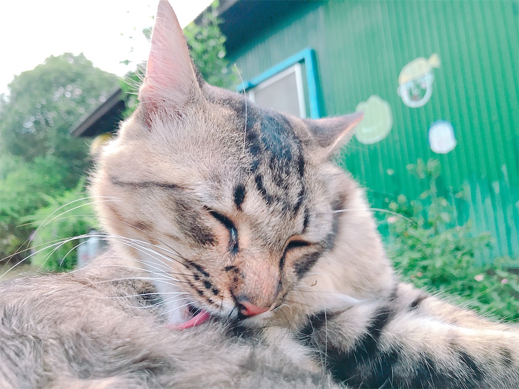 f:id:estmari:20180821214257j:image