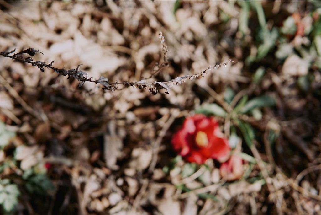 f:id:estmari:20190322132224j:image f:id:estmari:20190322132224j:image