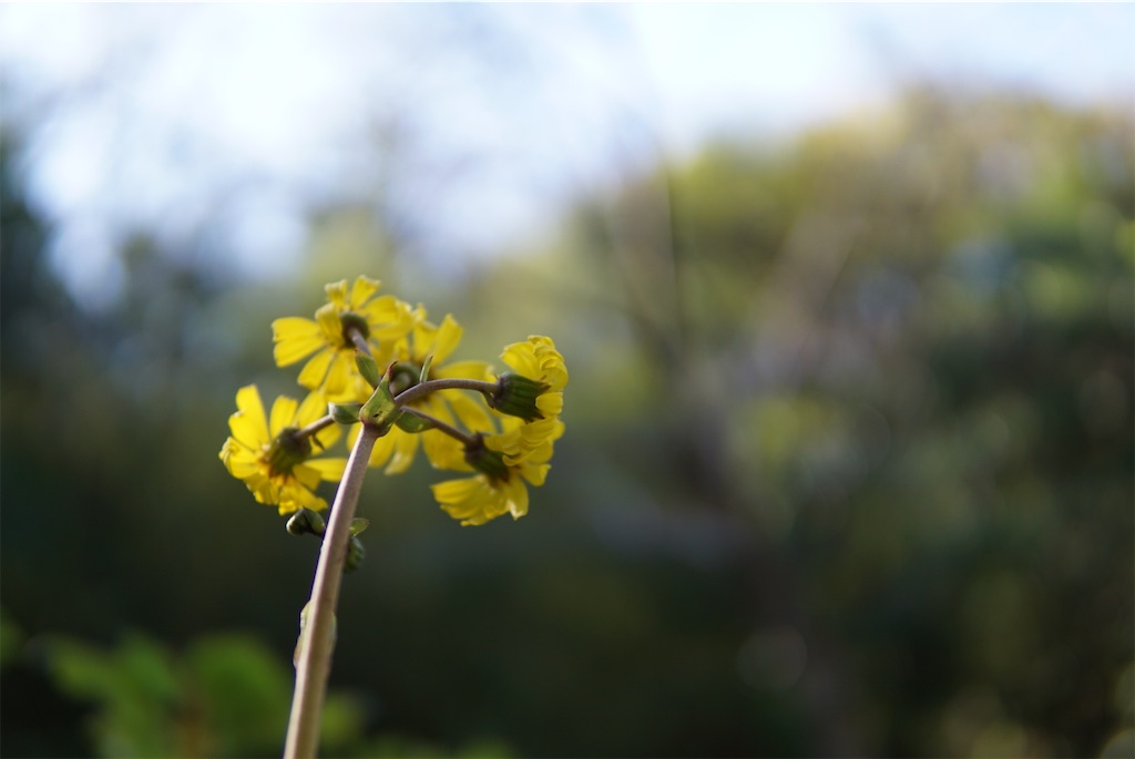 f:id:estmari:20190322163327j:image f:id:estmari:20190322163327j:image
