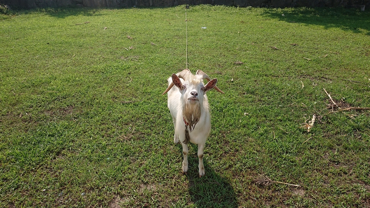 f:id:estrellafc:20190731183331j:plain