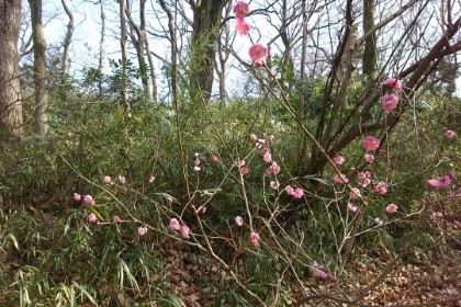 f:id:esu-kei:20170201225705j:image