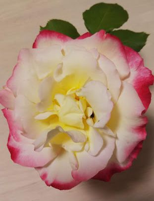 f:id:esukekun:20190504102138j:plain