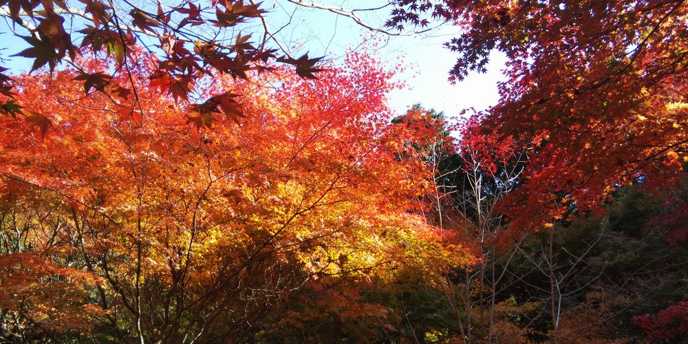 f:id:esukekun:20201116091541j:plain