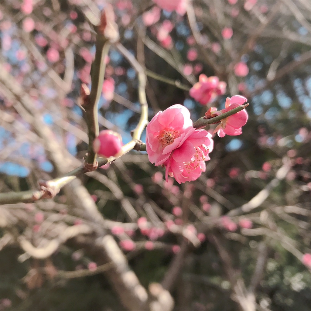 f:id:etal_p:20190302220120j:image f:id:etal_p:20190302220120j:image