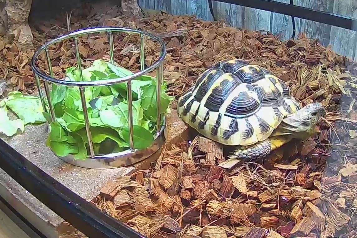 柵つきのリクガメ専用餌皿とリクガメ