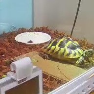 白小皿とリクガメ