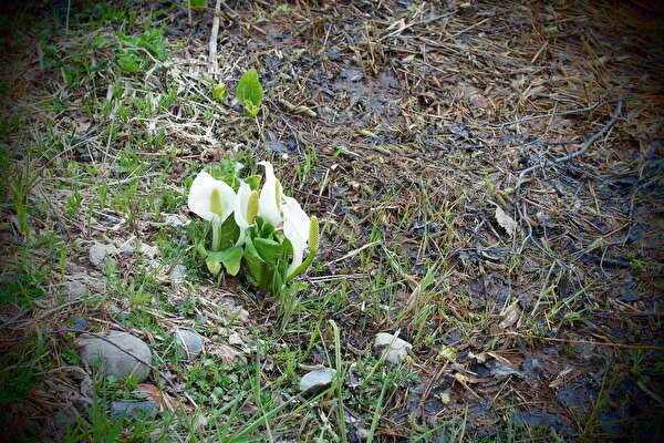 f:id:etsuko1026:20210508231919j:plain