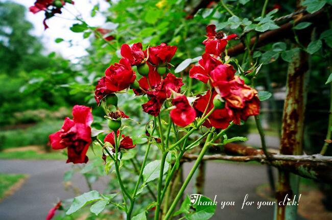 f:id:etsuko1026:20210711224125j:plain