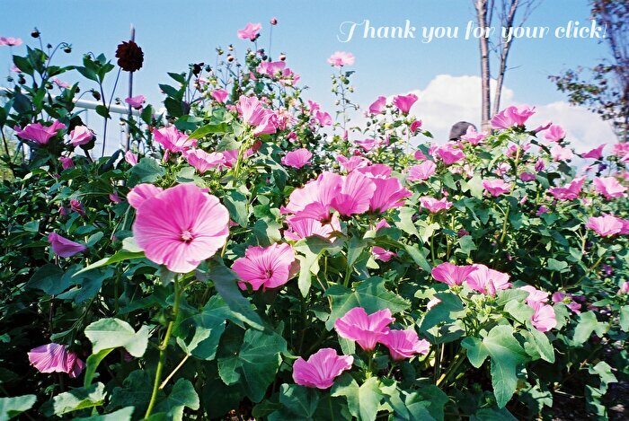 f:id:etsuko1026:20220110215008j:plain