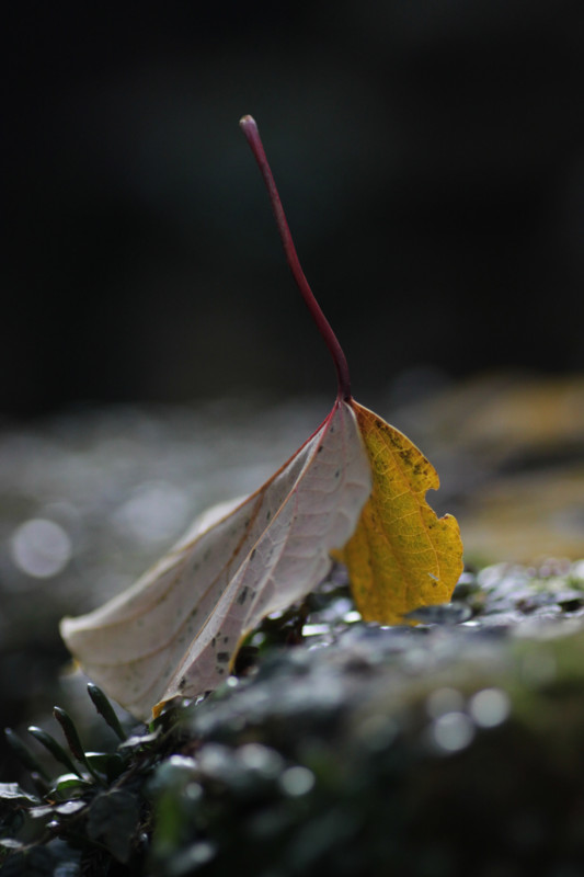f:id:etsuroutanaka:20101206123942j:image