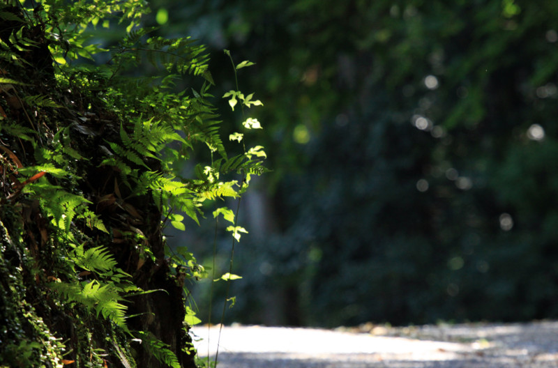 f:id:etsuroutanaka:20110817144712j:image