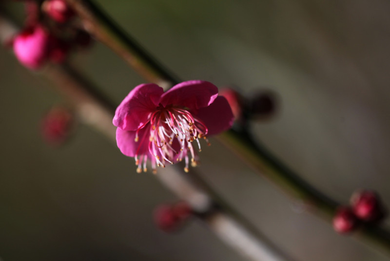 f:id:etsuroutanaka:20150119091801j:image