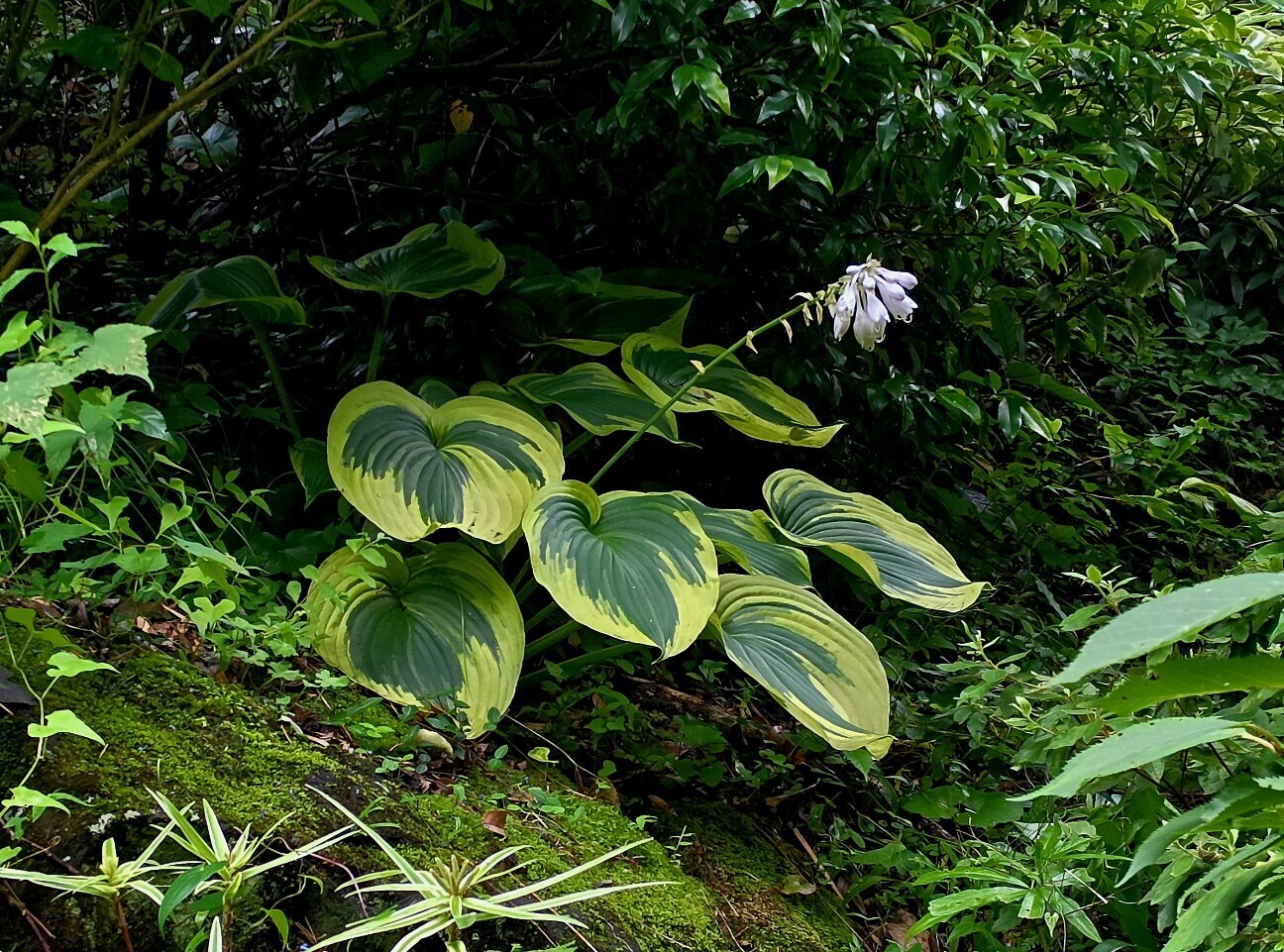 f:id:etsuroutanaka:20260706145822j:image