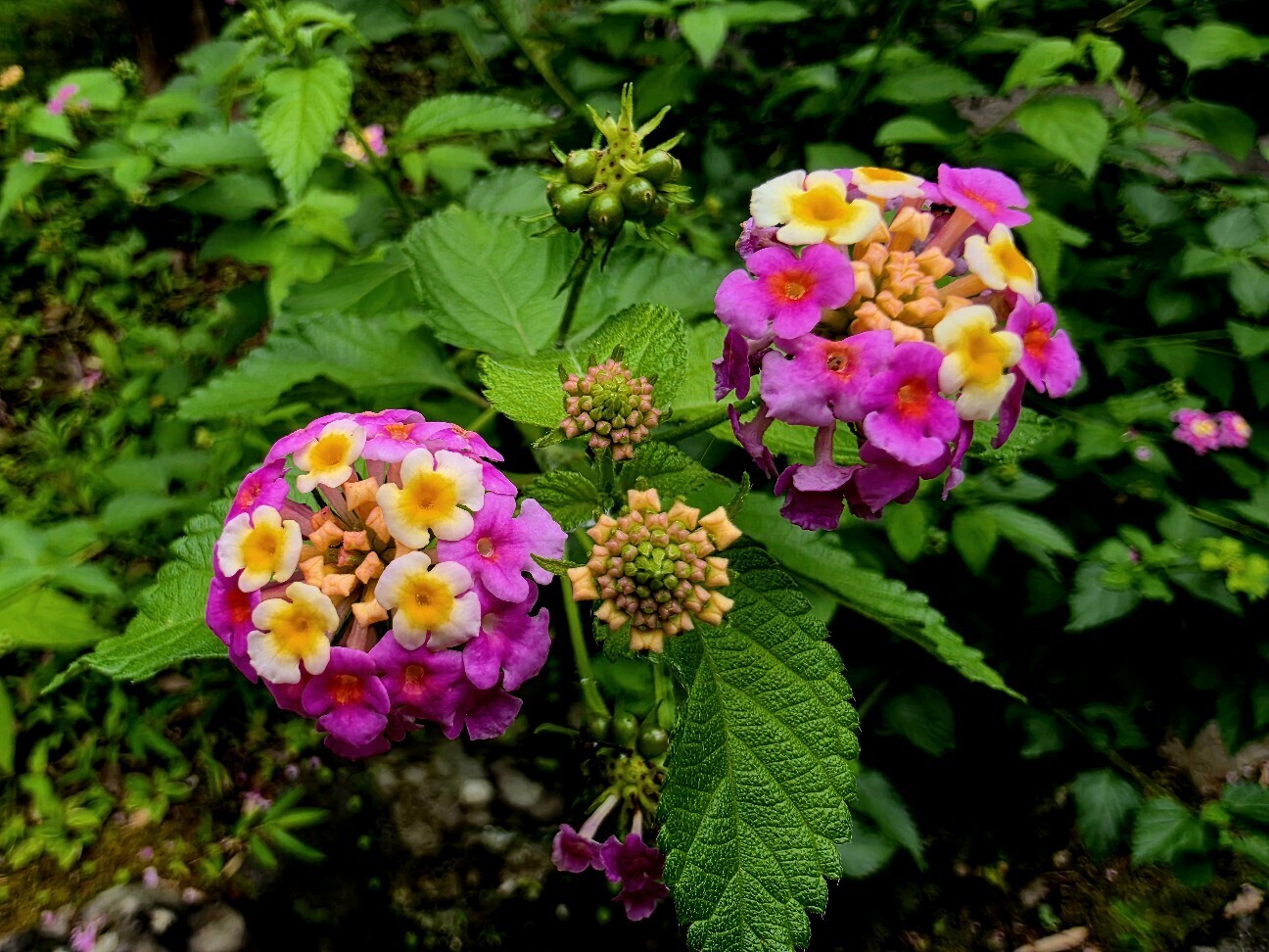 f:id:etsuroutanaka:20260706150713j:image
