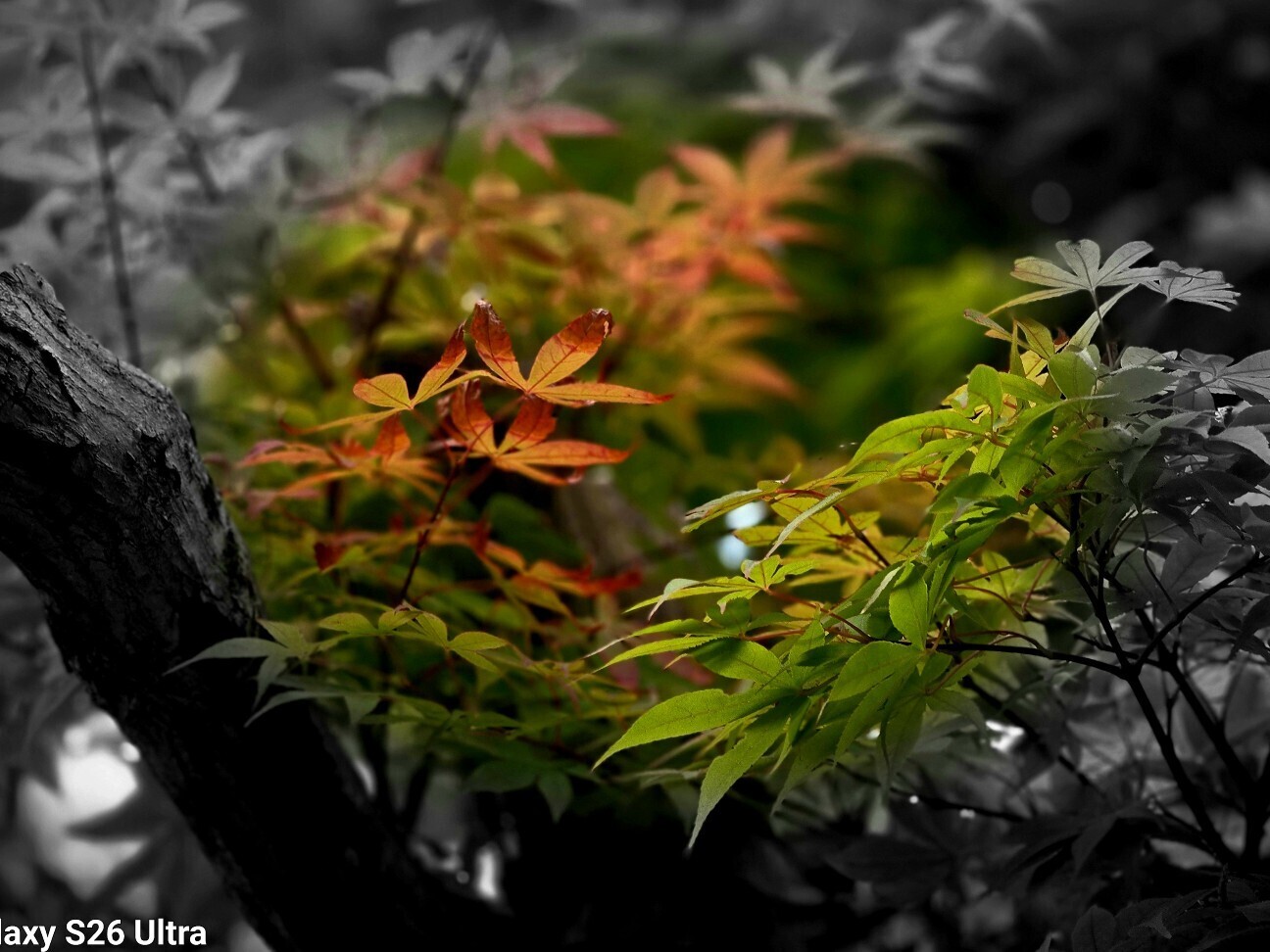f:id:etsuroutanaka:20260802204612j:image