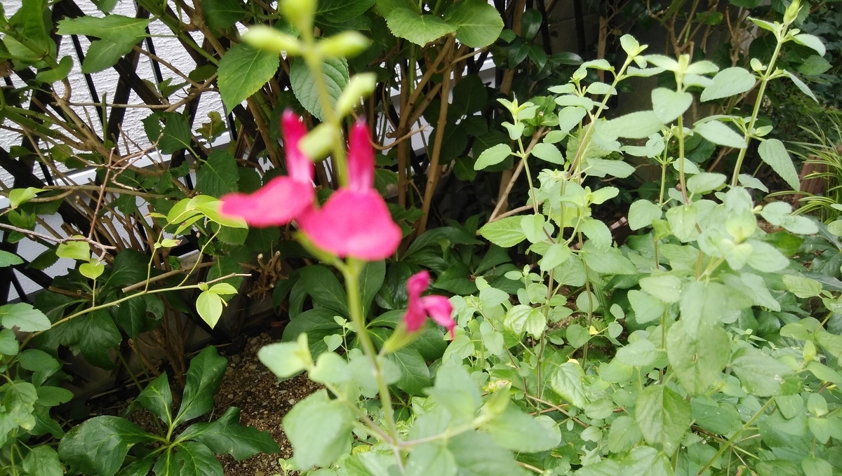 f:id:eu0328:20210804091737j:plain