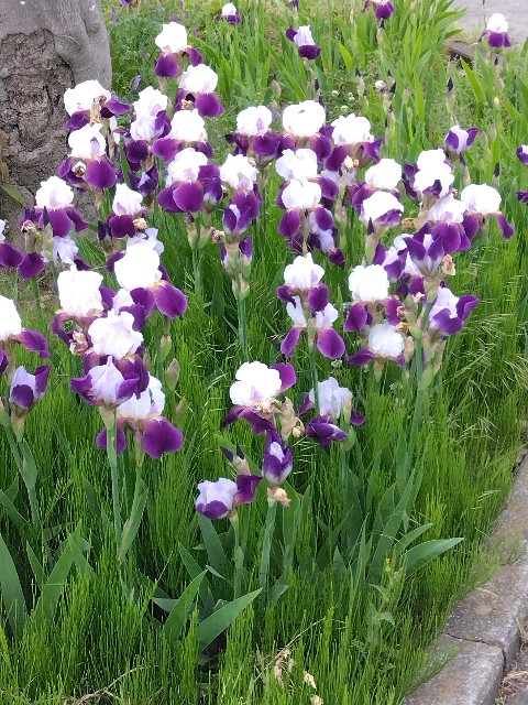 f:id:eu0328:20250608125953j:image