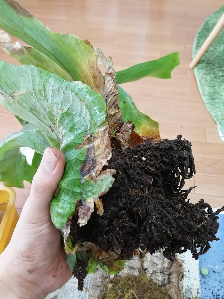 f:id:eubhw919:20190310202825j:plain f:id:eubhw919:20190310202825j:plain