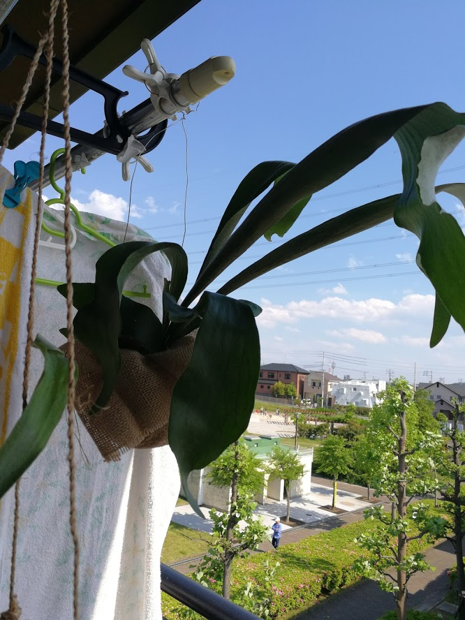 f:id:eubhw919:20190523124308p:plain f:id:eubhw919:20190523124308p:plain