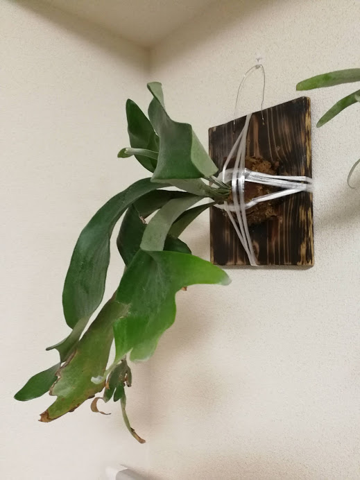 f:id:eubhw919:20190526165853j:plain f:id:eubhw919:20190526165853j:plain