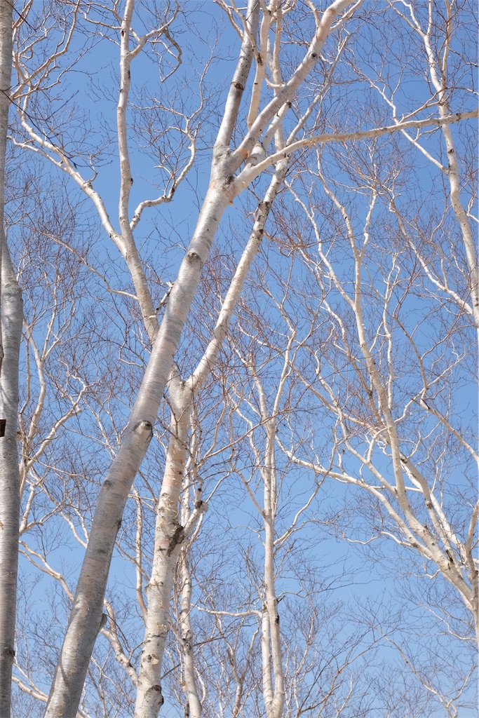 f:id:eucalyptus_gunnii:20180413142733j:image f:id:eucalyptus_gunnii:20180413142733j:image