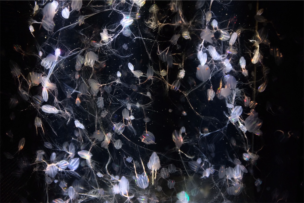 f:id:eucalyptus_gunnii:20180507194450j:plain f:id:eucalyptus_gunnii:20180507194450j:plain