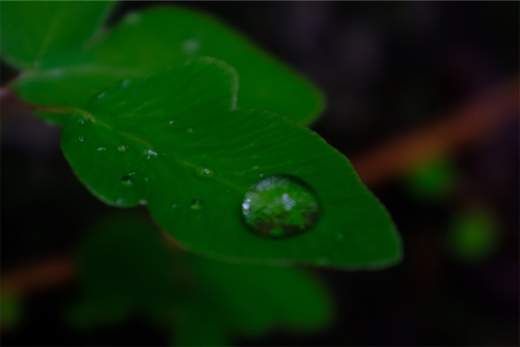 f:id:eucalyptus_gunnii:20180601211318j:plain f:id:eucalyptus_gunnii:20180601211318j:plain