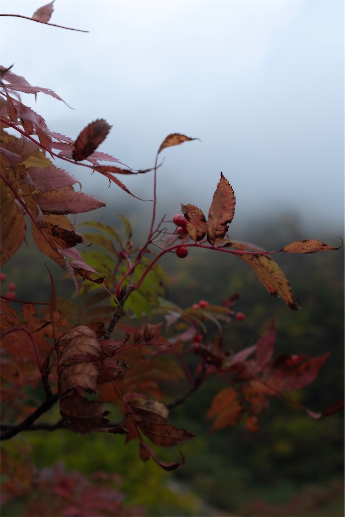 f:id:eucalyptus_gunnii:20181004113447j:image f:id:eucalyptus_gunnii:20181004113447j:image