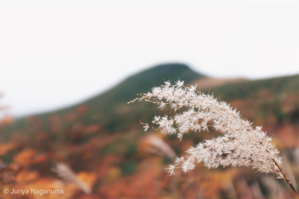 f:id:eucalyptus_gunnii:20181004113459j:image f:id:eucalyptus_gunnii:20181004113459j:image