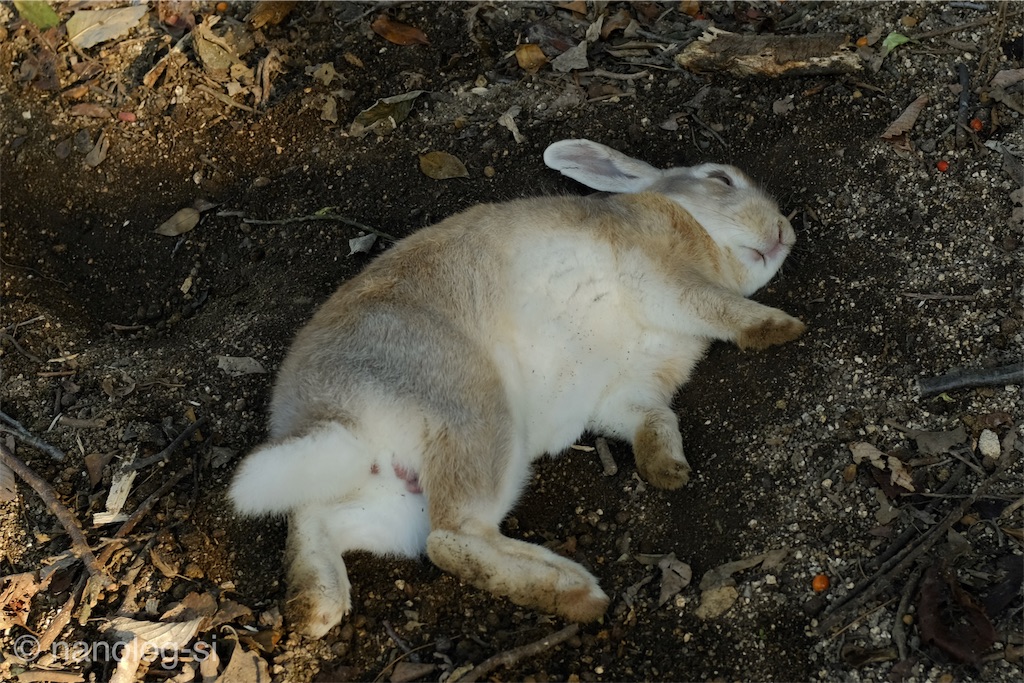 f:id:eucalyptus_gunnii:20181023170644j:plain f:id:eucalyptus_gunnii:20181023170644j:plain