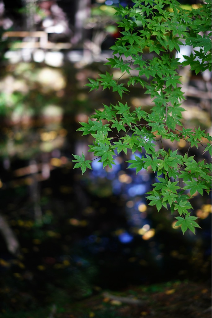 f:id:eucalyptus_gunnii:20181030223826j:image f:id:eucalyptus_gunnii:20181030223826j:image