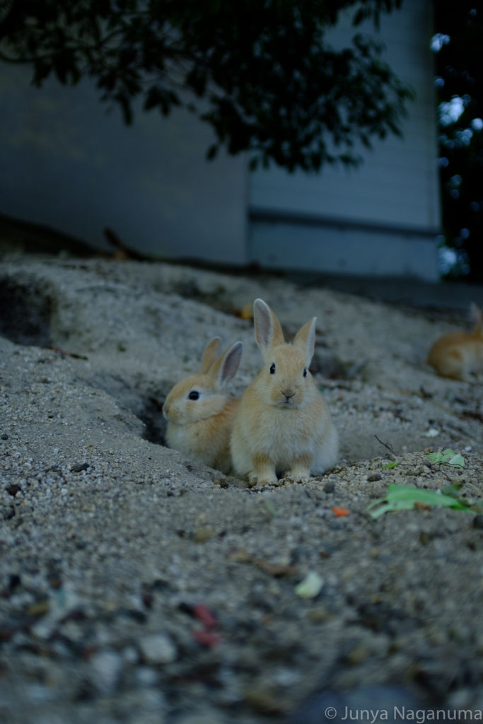 f:id:eucalyptus_gunnii:20181126225350j:plain f:id:eucalyptus_gunnii:20181126225350j:plain