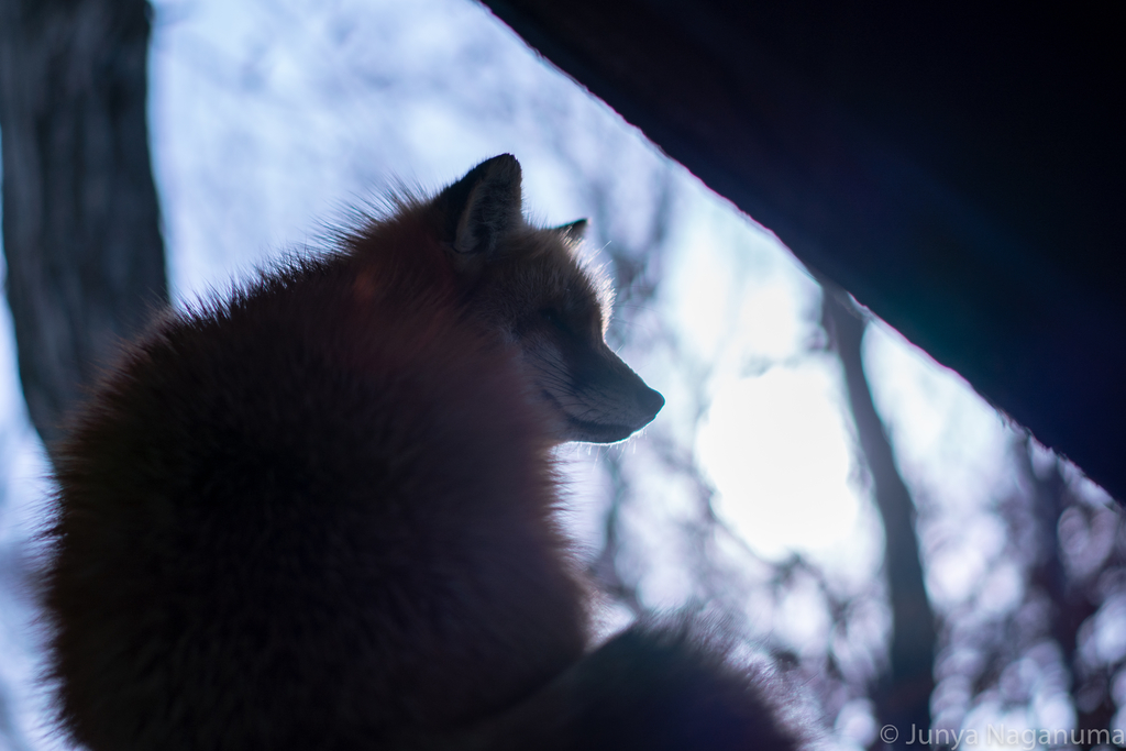 f:id:eucalyptus_gunnii:20181212112533j:plain f:id:eucalyptus_gunnii:20181212112533j:plain