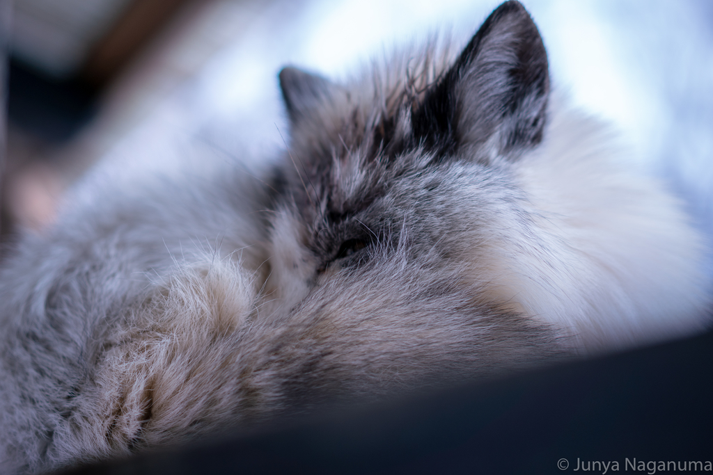 f:id:eucalyptus_gunnii:20181212113116j:plain f:id:eucalyptus_gunnii:20181212113116j:plain