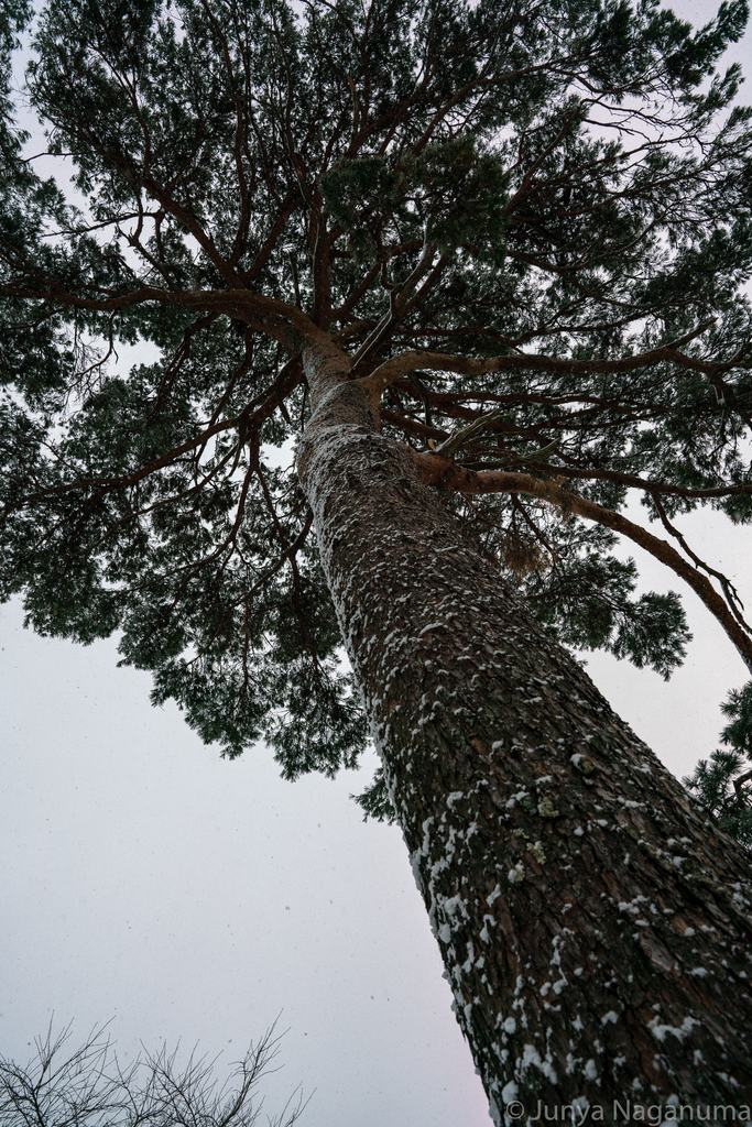 f:id:eucalyptus_gunnii:20181228144803j:plain f:id:eucalyptus_gunnii:20181228144803j:plain