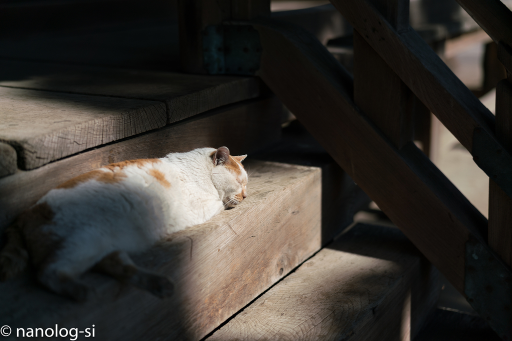 f:id:eucalyptus_gunnii:20190306151307j:plain f:id:eucalyptus_gunnii:20190306151307j:plain
