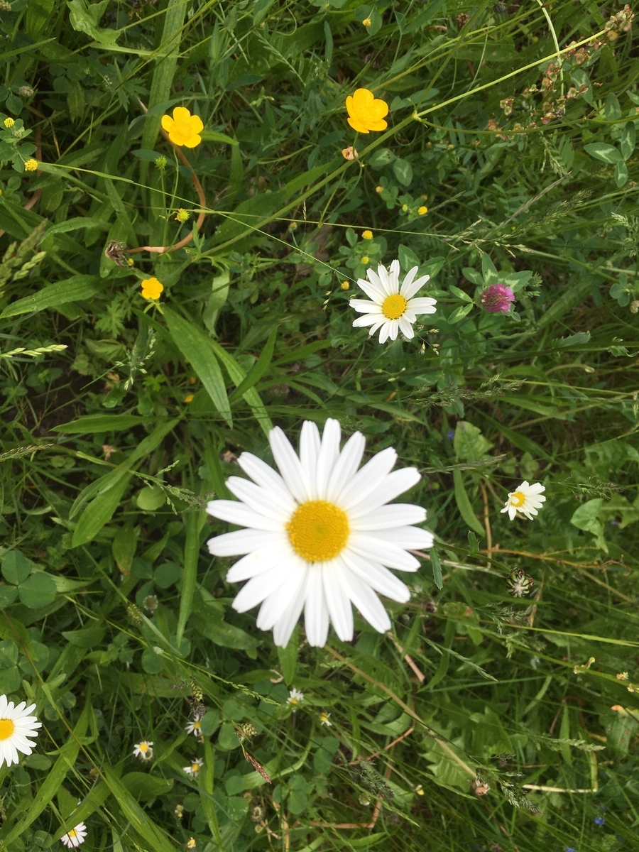 f:id:europalove:20210610063005j:plain