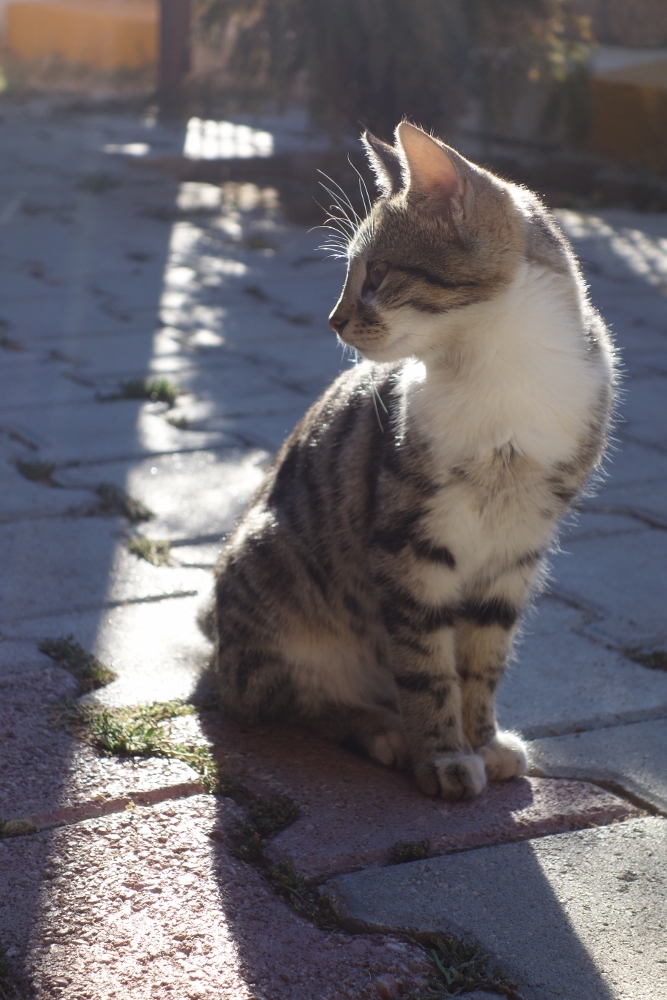 f:id:europe58:20141012174635j:image:w200