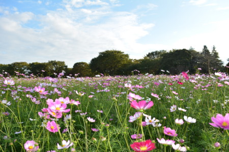 f:id:euvo:20131006160106j:image