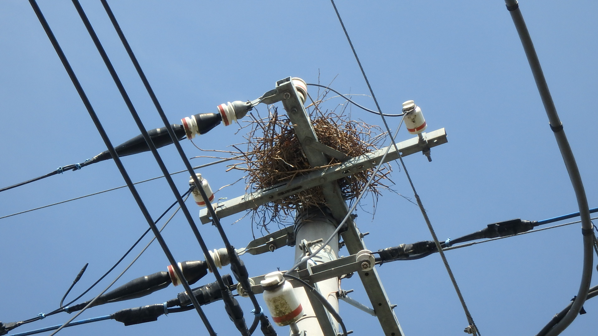 電柱の上に作られたカラスの巣